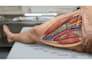 do 3d medical illustration
